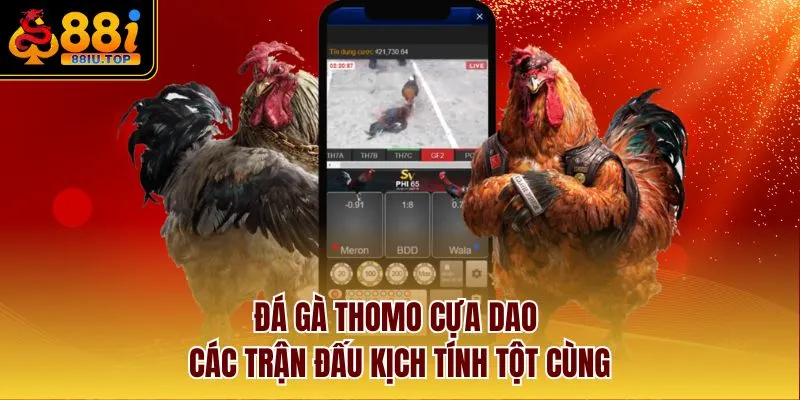 Đá Gà Thomo Cựa Dao - Các Trận Đấu Kịch Tính Tột Cùng