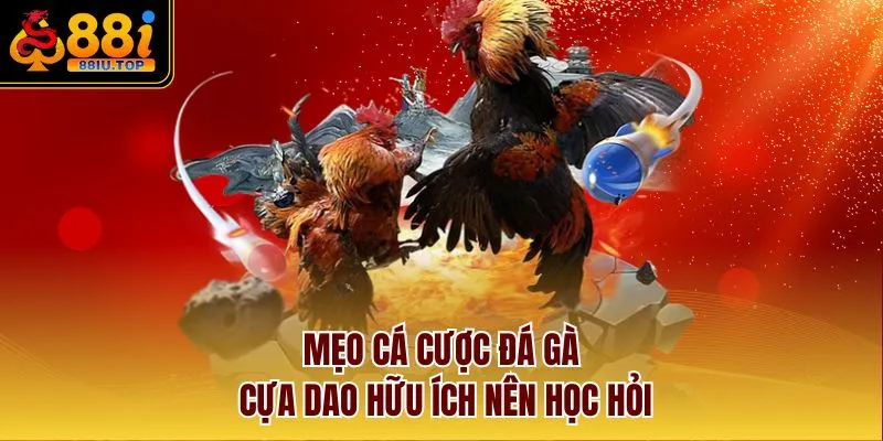 Mẹo cá cược đá gà cựa dao hữu ích nên học hỏi