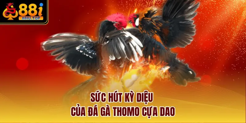Sức hút kỳ diệu của đá gà Thomo cựa dao